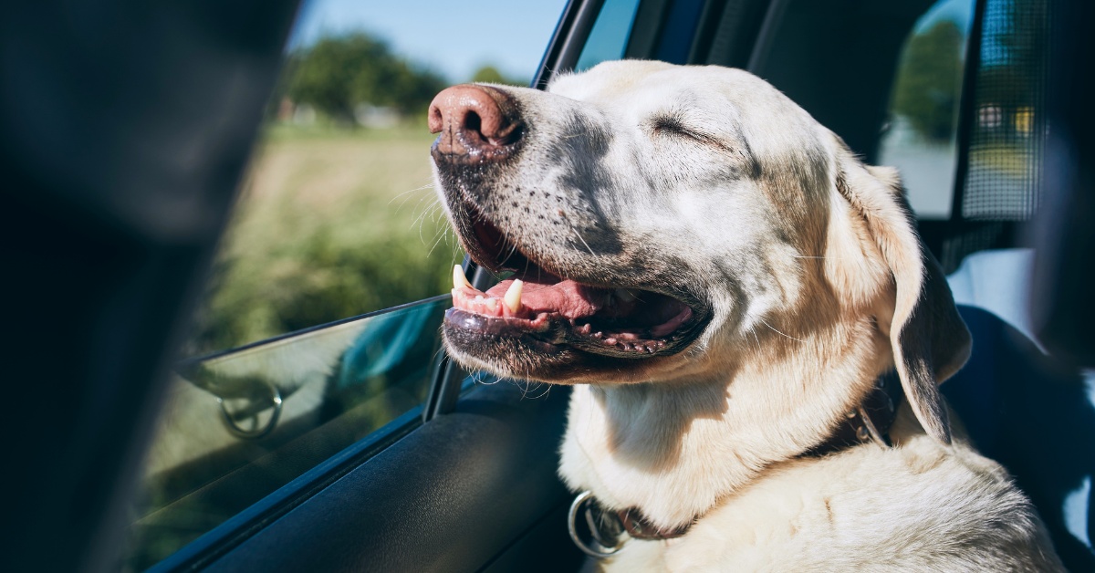 Labrador si užívá jízdu autem a s blaženým výrazem cítí vítr na čumáku.